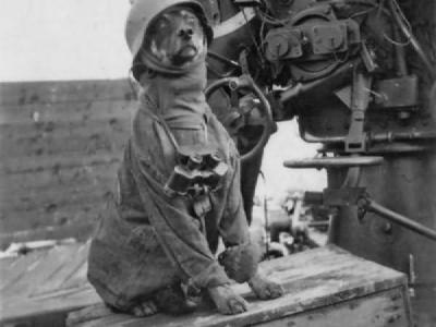 Flak 88 and dog