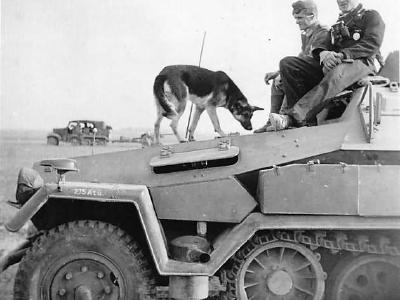 SdKfz 251 half track photo