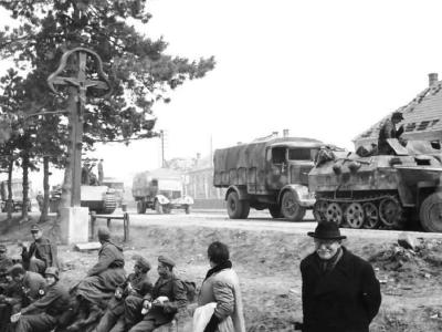 Panther in Hungary