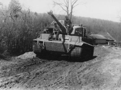 Tiger rolling trough the mud