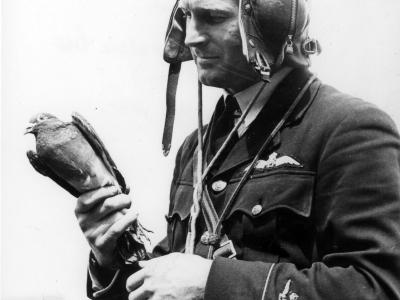 pilot with messenger pigeon
