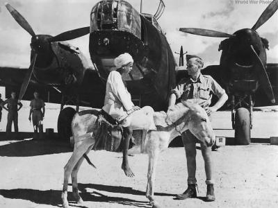 Native Boy on Donkey with Wellington in Middle East 1942