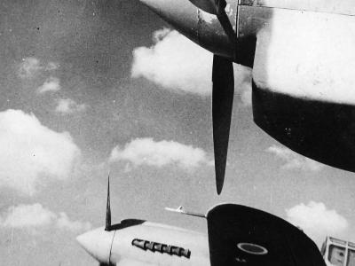 Kittyhawks of No. 3 Squadron RAAF