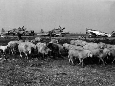 P-47 Thunderbolts X51, X68 and X40 of the 79th FG – April 1945 Italy