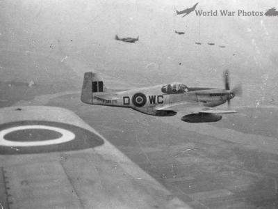 Polish Mustang III