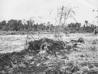 Japanese Pillbox On Biak 1944
