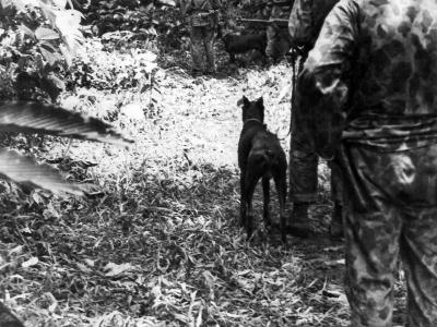2nd Raider Battalion and war dogs during a patrol