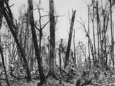 37th Division patrols advance thru Jungle
