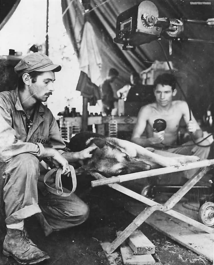 Marine War Dog Caesar von Steuben Wounded on Bougainville ’44