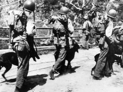 Marines and their combat dogs