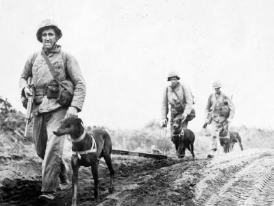 Iwo Jima Marines with their dogs